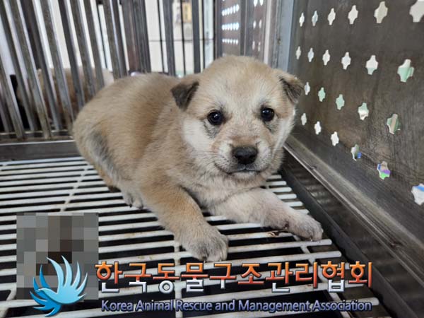 한국동물구조관리협회_441406202500110